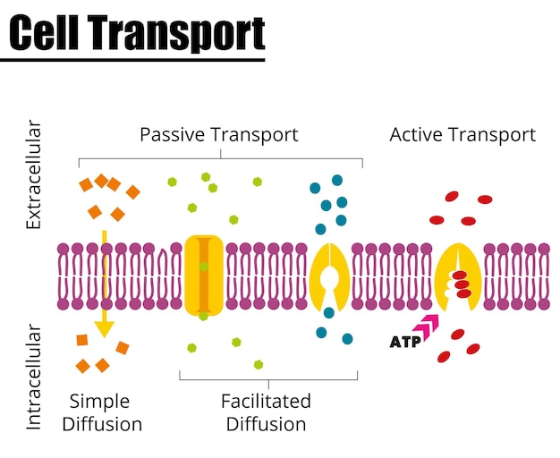 Passive vs Active cell transport Vector illustration Didatic illustration