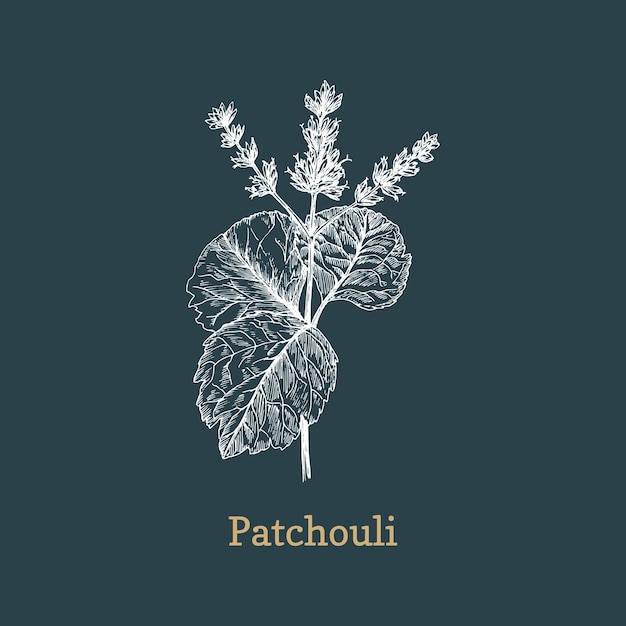 Patchouli branch sketch in vector design element