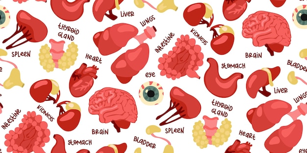 pattern of human internal organs for operations and transplantation Including heart liver kidneys