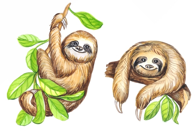 Pattern sloths animals watercolor