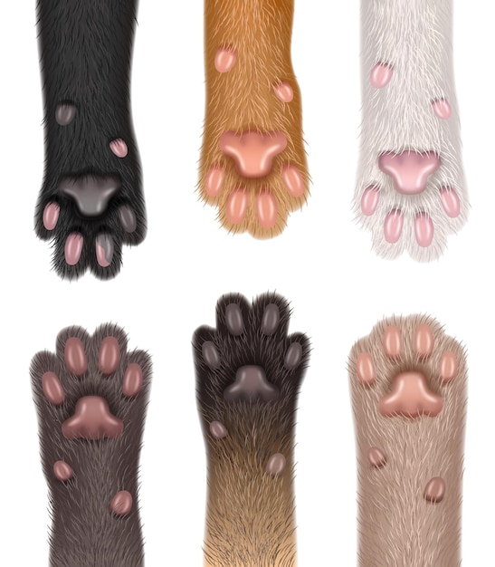 Paw cats Collection of realistic domestic animals fluffy body parts foot sharp claws decent vector templates set