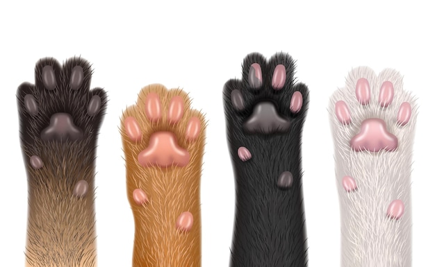 Paws realistic Cats domestic funny animals fluffy foot with claw decent vector templates body parts collection isolated