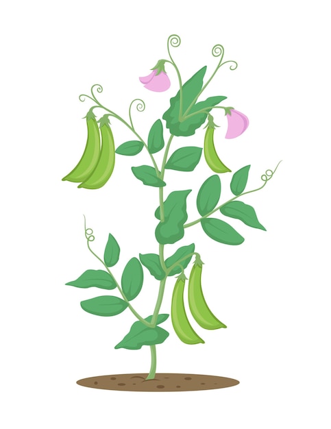 Pea Plant