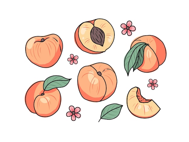 Peach or apricot hand drawn set Whole and sliced fruit Vector illustration in doodle style