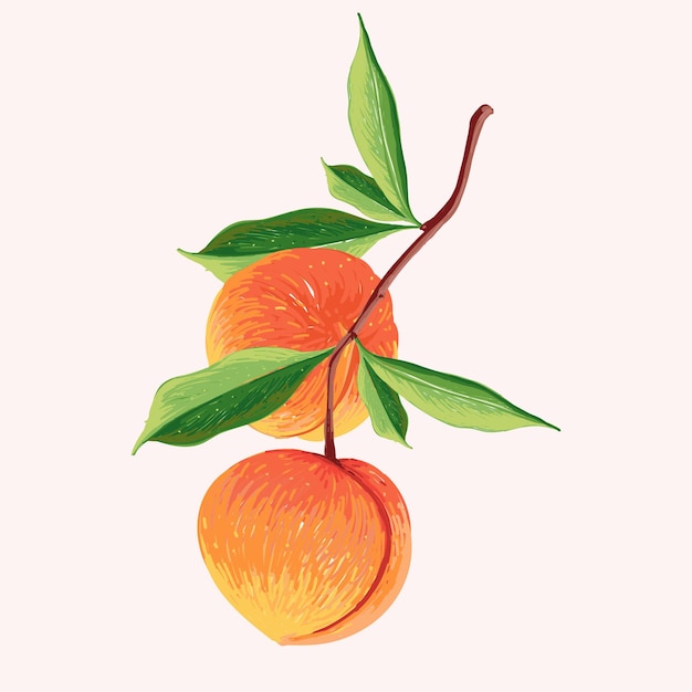 peach fruit in a branch. Botanical illustration of Peach. Half peach and leafs.