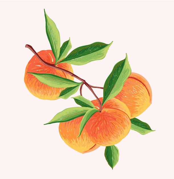 peach fruit in a branch. Botanical illustration of Peach. Half peach and leafs.