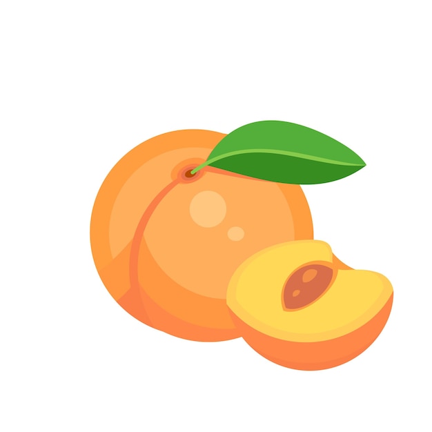 Peach fruit isolated on white background Vector illustration