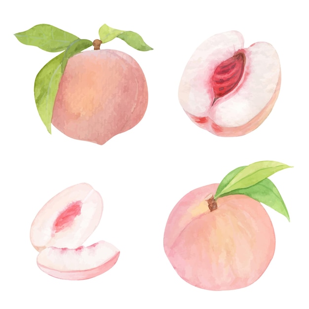 Peach fruit watercolor vector