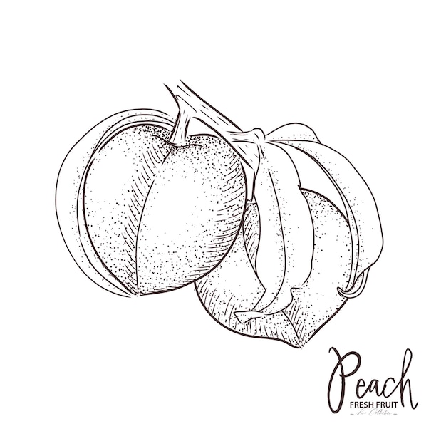 Peach illustration Fresh fruit drawing Hand drawn vintage vector