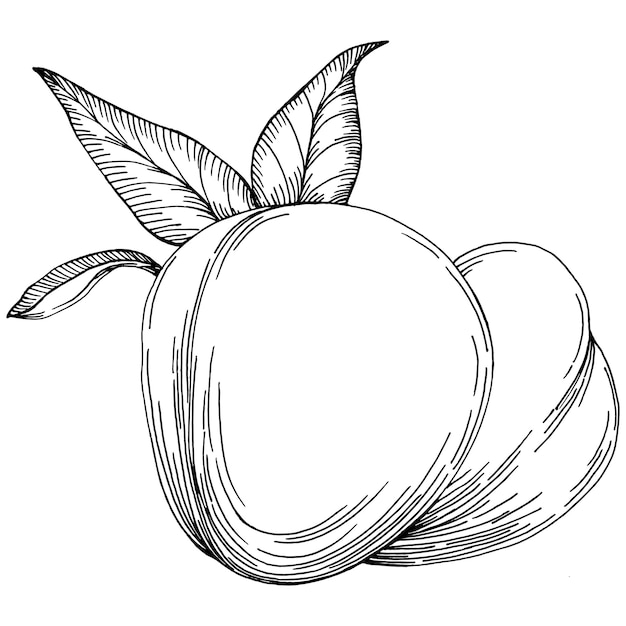 Peach sketch isolated. Hand drawn fruit. 