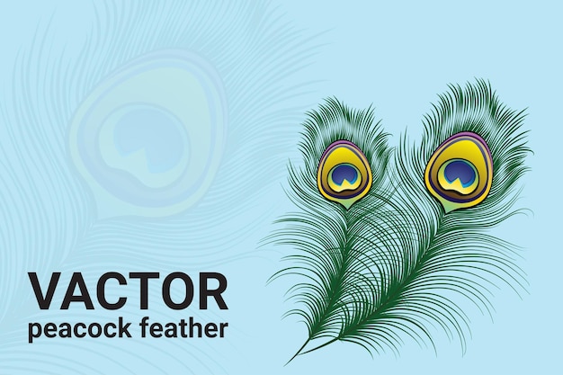 Peacock feather isolated vector icon