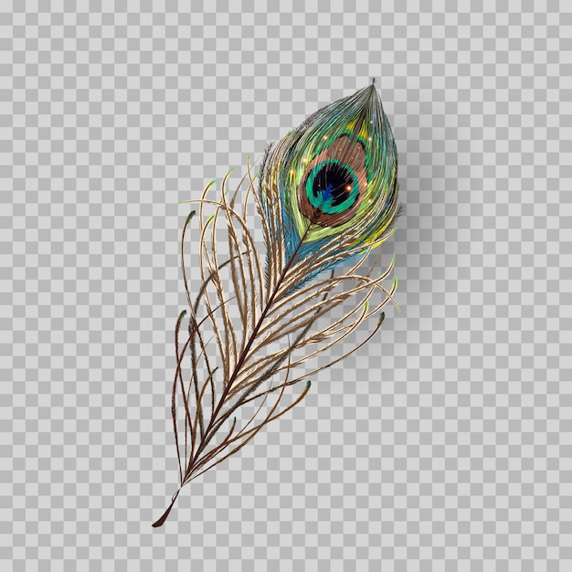 Peacock feather on transparent background. 