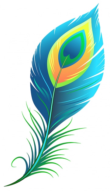 Peacock feather