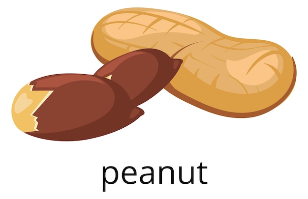 Peanut shell nut icon Healthy raw snack