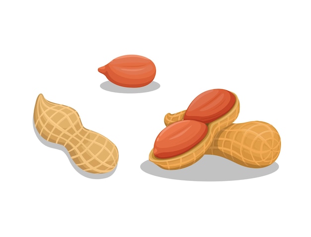 Vector peanut in slice and whole symbol set illustration vector