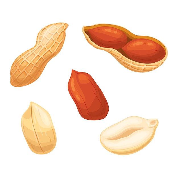 Peanut snack food set cartoon vector illustration