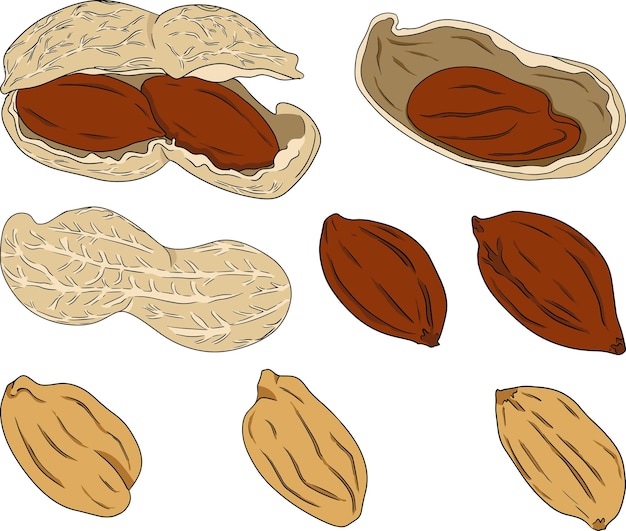 Peanut Vector hand drawn nuts Colored illustration with different sort of nuns