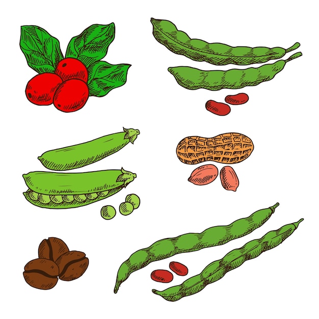 Peanuts coffee peas and beans sketches