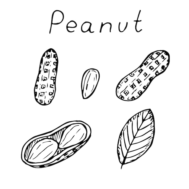 Peanuts set vector illustration hand drawing sketch