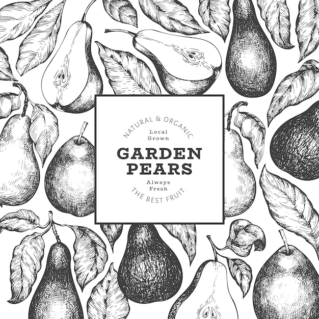 Pear design template. Hand drawn garden fruit illustration. Engraved style garden retro botanical .