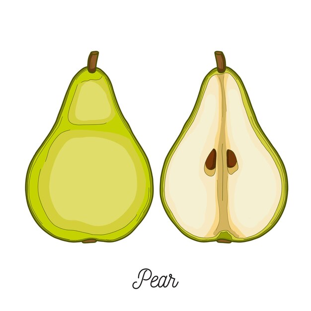 Vector pear fruit illustration hand drawn