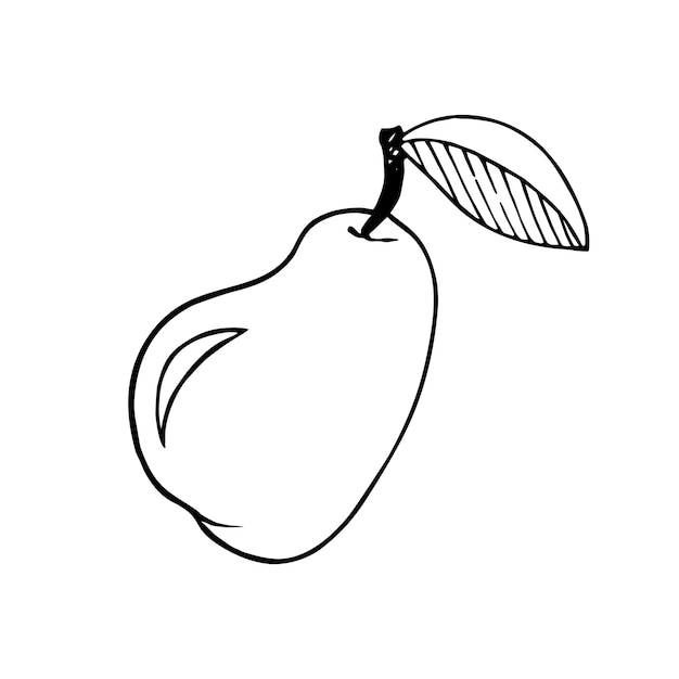 Pear fruit line art beautiful isolated hand drawn illustration