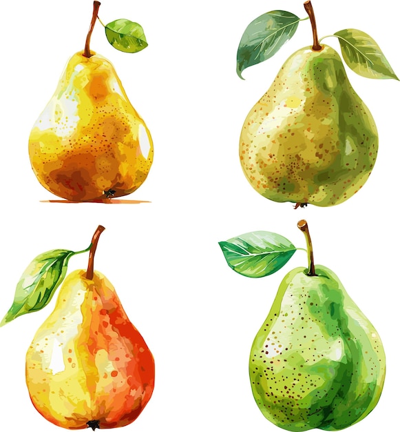 Pear fruit set watercolor isolated on white background