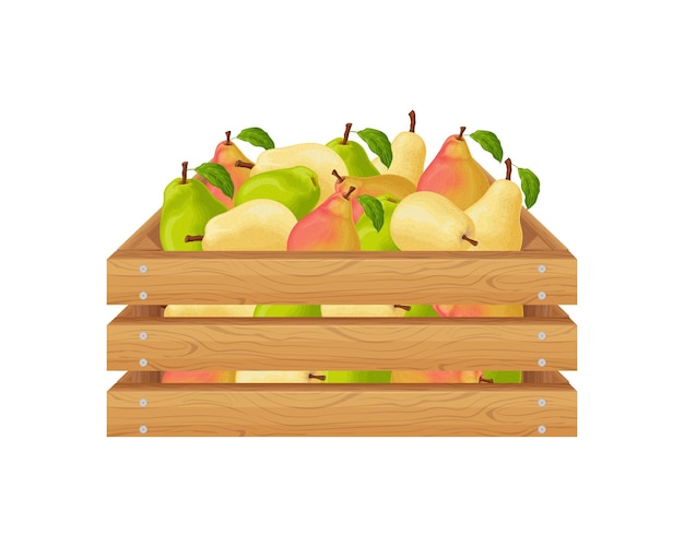 Pears Wooden box with pears Ripe pear fruits in a box Fresh garden fruits Juicy pears in a wooden box Vector illustration isolated on a white background