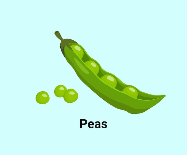 Peas illustration set Vegetable Vector drawing Hand drawn style