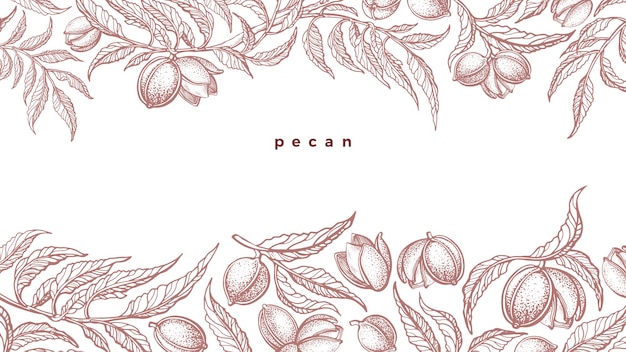 Pecan border Vector texture branch nuts Vintage botany hand drawn botanical template