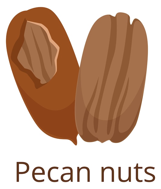 Pecan nut icon Cartoon raw vegan snack