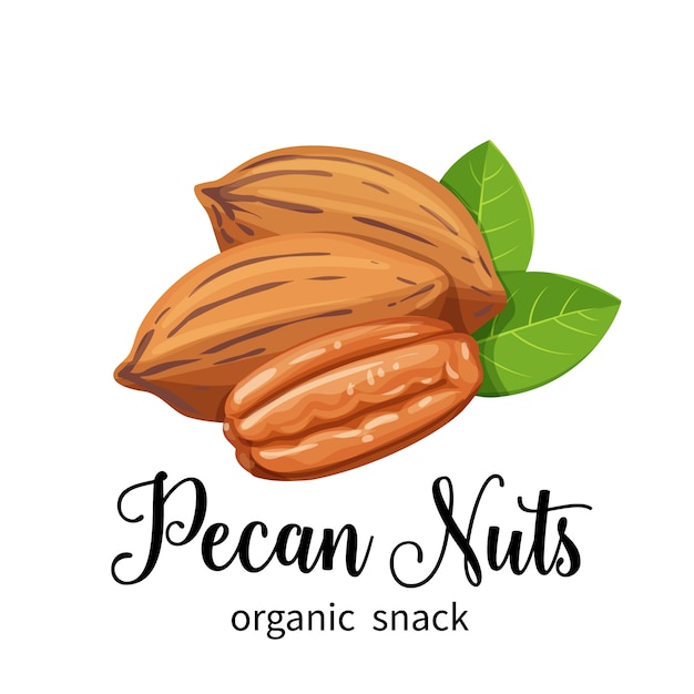 Pecan nuts in cartoon style