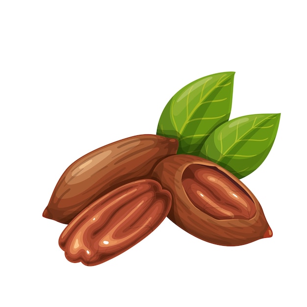 Pecan nuts with leaves. 