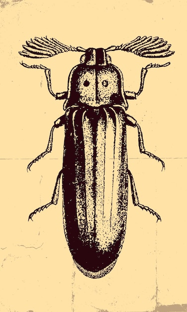 Pelecotoma beetle engraving Hand drawn sketch