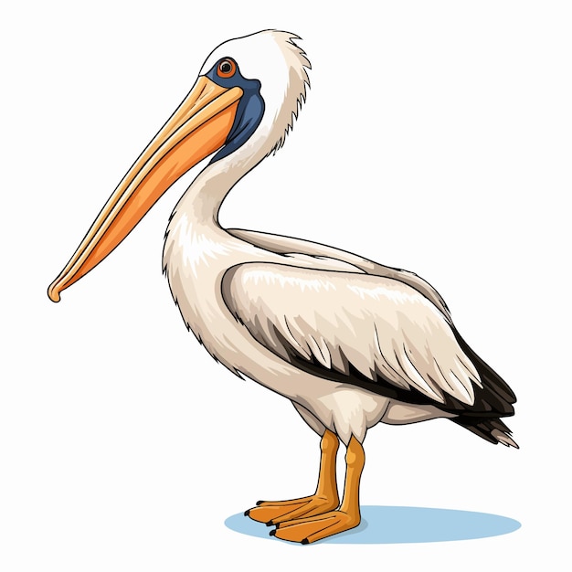 Pelican Cartoon Sketch Vector Illustration