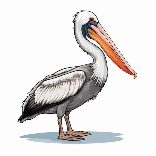 Pelican Cartoon Sketch Vector Illustration