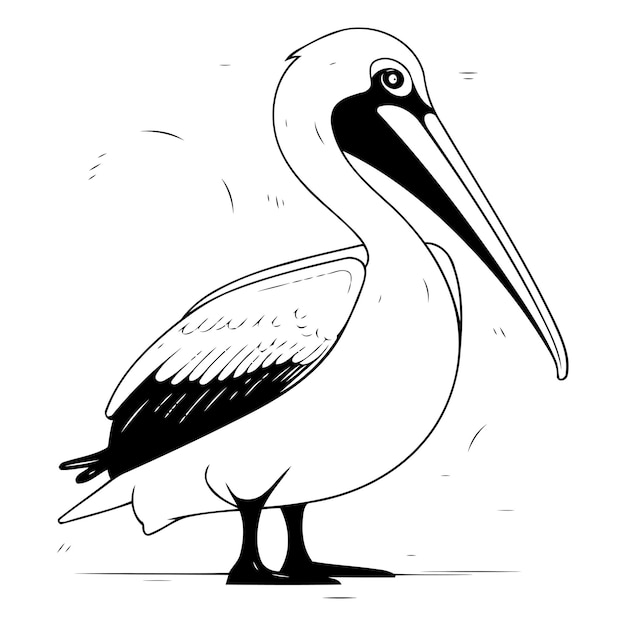 Pelican vector illustration Isolated on a white background