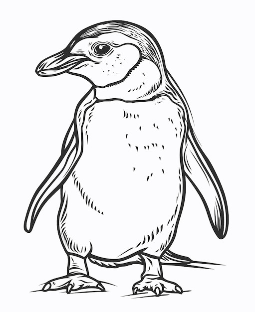 Penguin illustration penguin coloring book