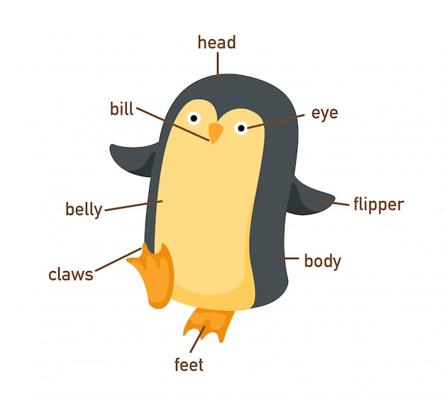 Penguin vocabulary part of body.vector