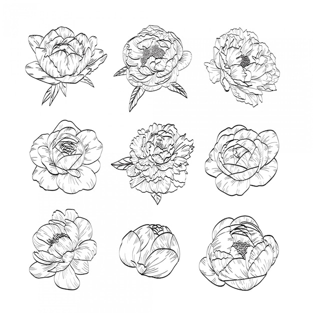 Peonies Hand Drawn Collection