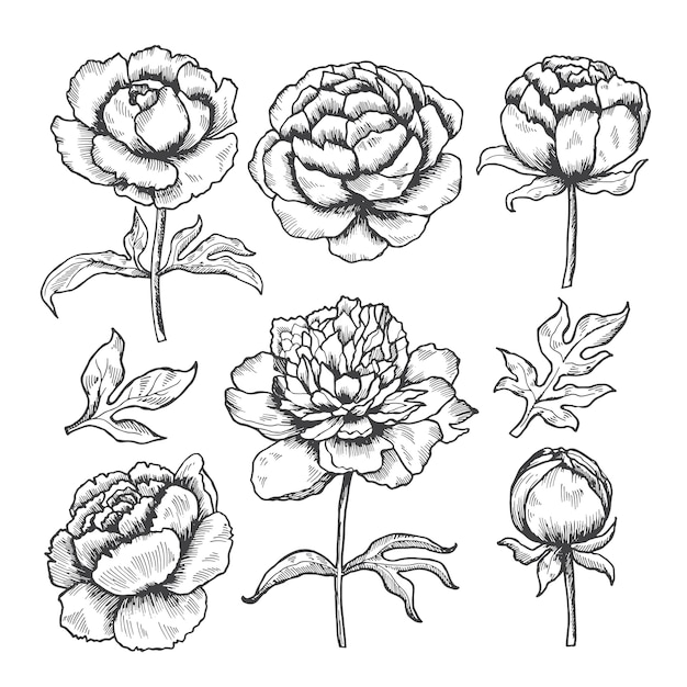 Peonies hand drawn. Floral garden sketch of flowers bud and leaves  collection of peonies