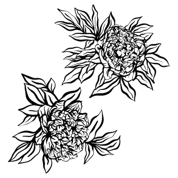 Peonies hand drawn vector  illustration 