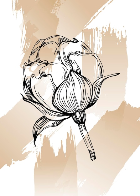 Peonies Hand Painted Illustrations for Wall Decoration minimalist flower in sketch style