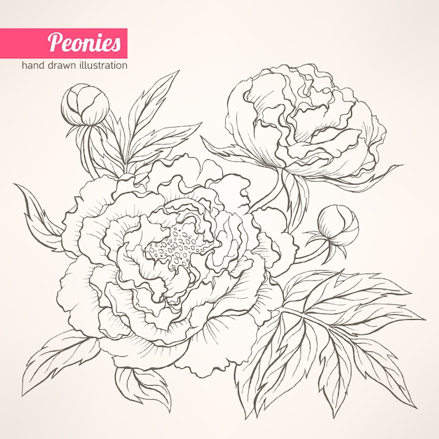 Vector peonies