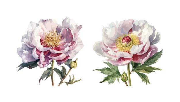 Peony clipart isolated vector illustration