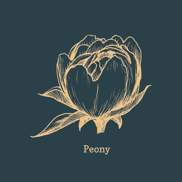 Peony drawing in engraving style Sketch in vector