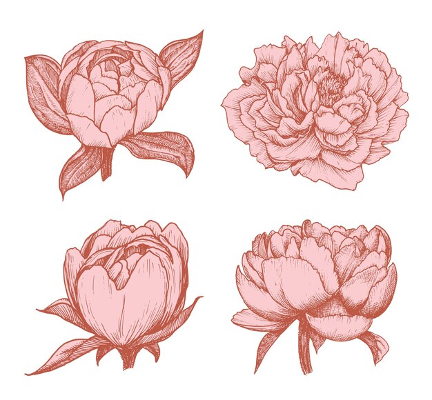 Vector peony drawings in vector sketches of flowers