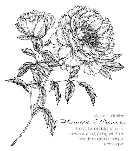 Vector peony flower branch in engraving style