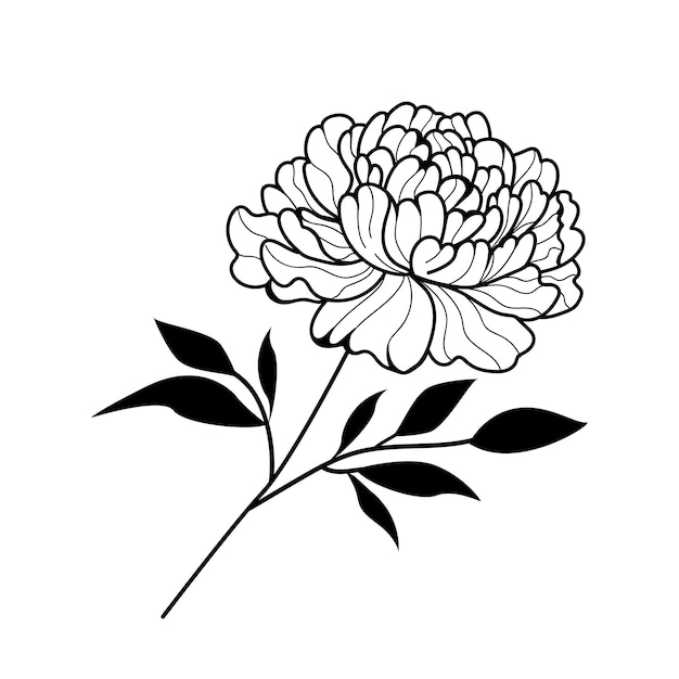 Vector peony flower drawing illustration with line art on white backgrounds