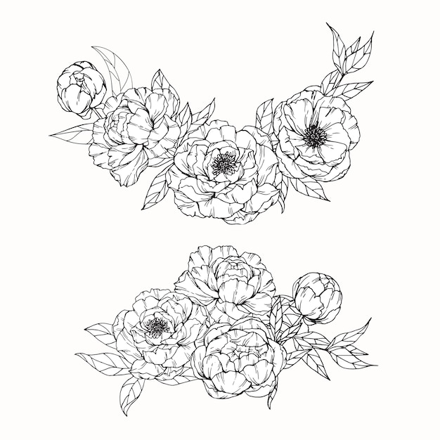 Peony flower drawing illustration